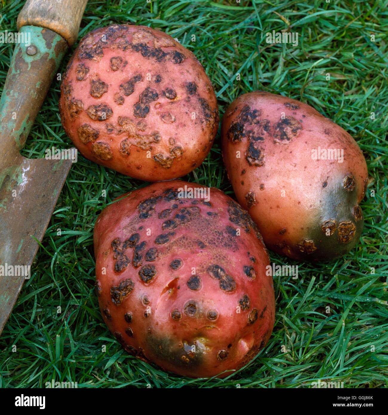 Scab - on Potato `Red Desiree'- - (Streptomyces scabies)   DIS032248  /Photos Stock Photo